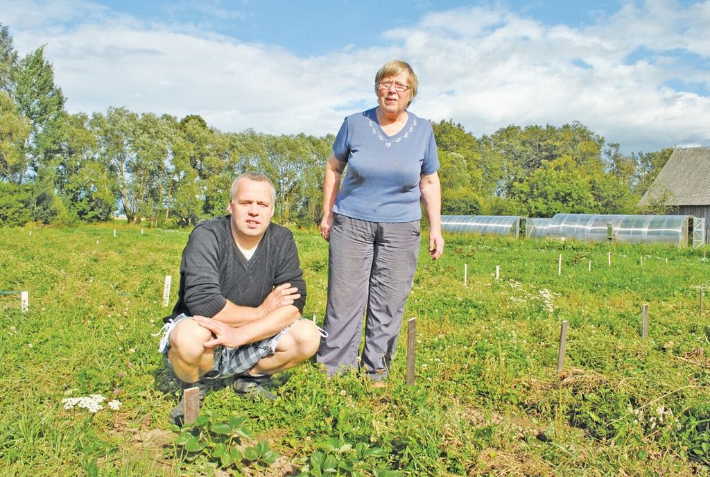 Vieni no retajiem, kuriem paveicās.  “Lejasžagaru” saimnieku Ausmas un Raivja Gributu zemeņu stādījumi izturēja gan spalgo salu, gan jūlija karstumu.
Autors: Imants Kaziļuns