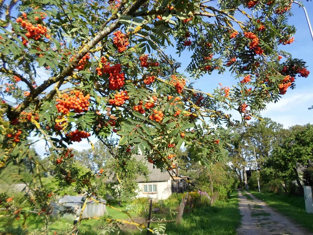 Autors: Ināra Sudare