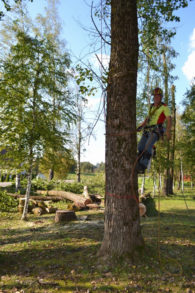 DABAI JĀPALĪDZ. Arboristam Aigaram Priedem (attēlā) kopā ar kolēģiem darba bija daudz birzī pie 1. Maija un Odzienas ielas krustojuma Aiviekstes pagastā. 
Autors: Sandra Pumpure