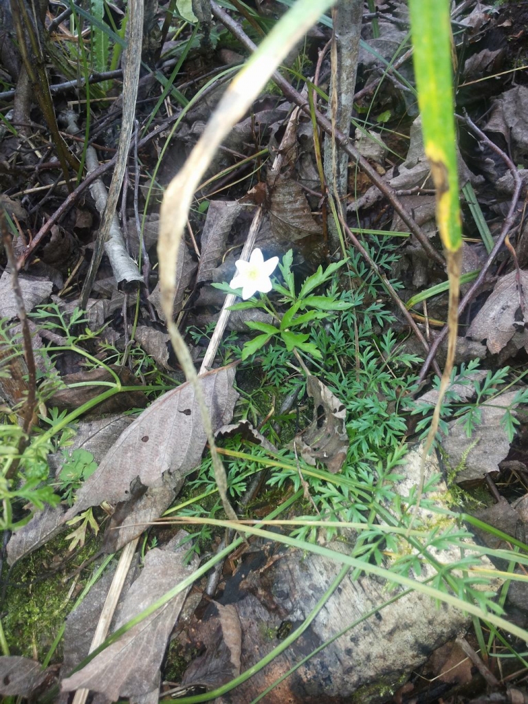 Autors: no Velgas albuma