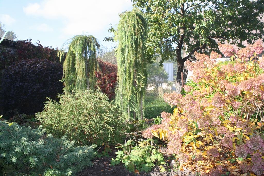 SADER KOPĀ. Īpašs akcents ir arī dažādu formu skujkokiem, ko izceļ krūmi ar krāsainām lapām. 
Autors: Sandra Pumpure