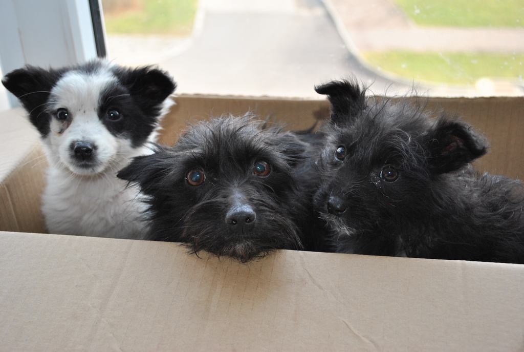 Atradenīši. Trešdienas rītā šo suņu ģimeni gādīgi cilvēki atrada izmestu ceļa malā netālu aiz Totēnu kapiem. Izglābti, apkopti un samīļoti, tie tagad gaida jaunus un gādīgus saimniekus.                                                                                                                              
Autors: Līga Patmalniece