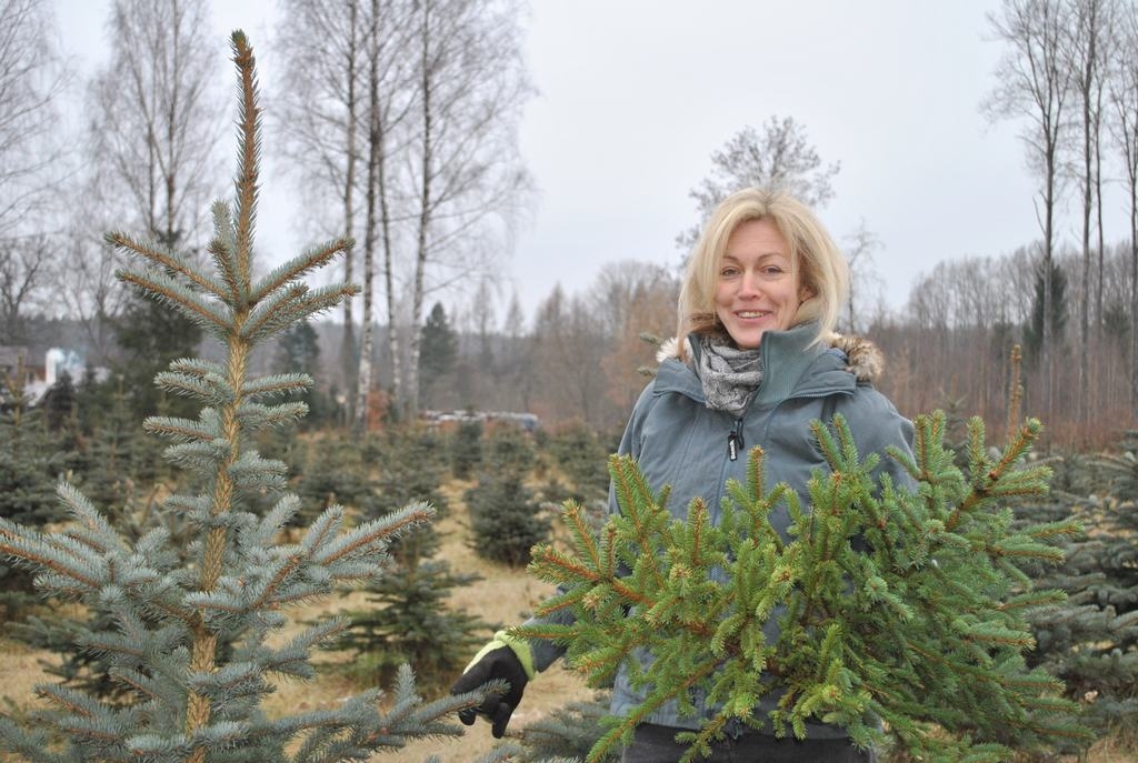 “Zaķu” saimniece Linda Ratkeviča. Šajās dienās kokaudzētavā norit audžu attīrīšana un izcirsto izmanto, piemēram, rožu segšanai.
Autors: Imants Kaziļuns