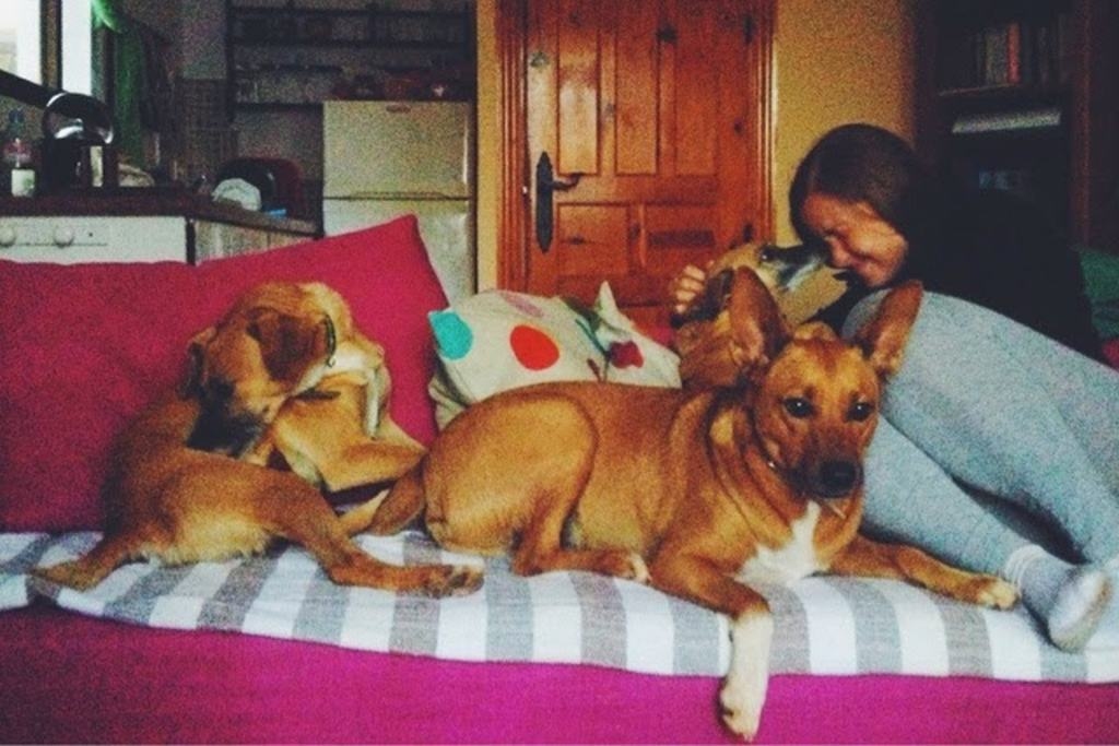 IDILLE ar trim suņiem.	 
Autors: no Kristapa albuma 