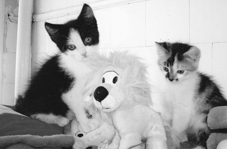 Kajs un Gerda gaida saimniekus. 	
Autors: no “Felidas” arhīva