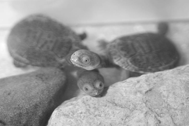 JAUNIE IEMĪTNIEKI — čūskkakla bruņrupucēni. 


Autors: no Zoodārza arhīva