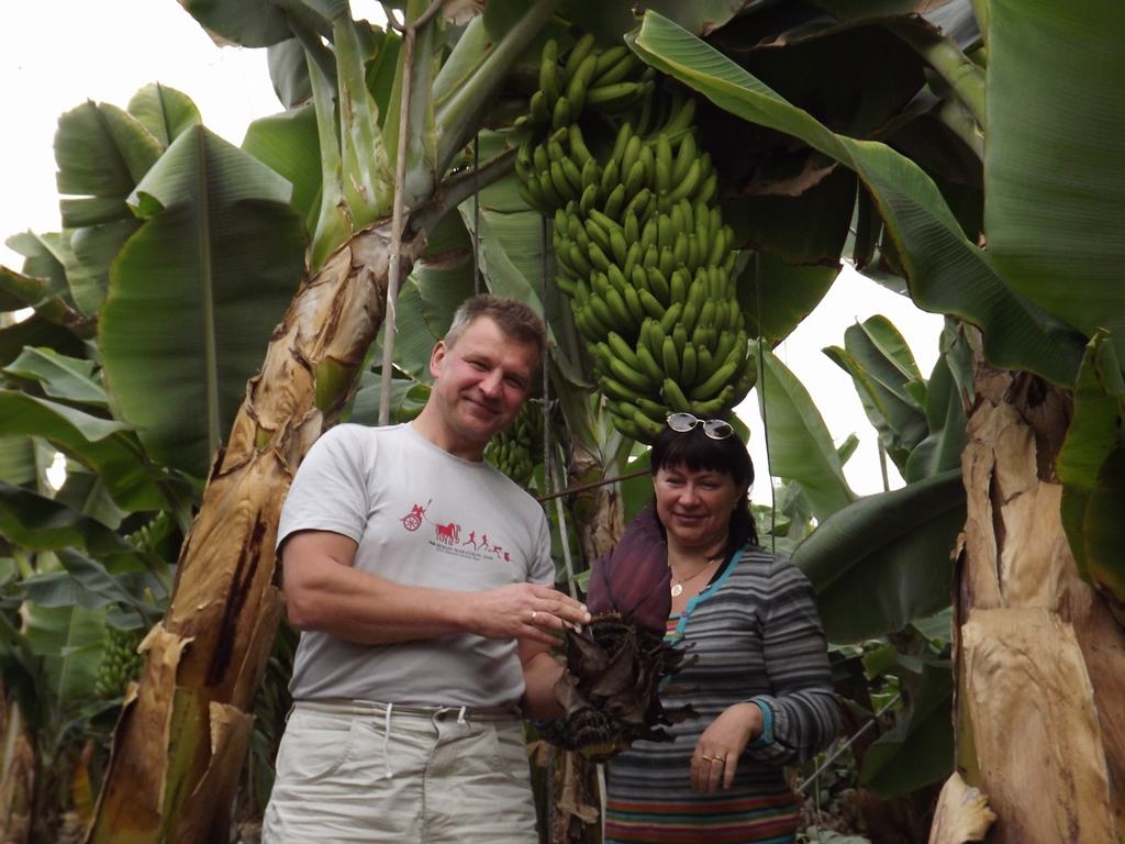 BANĀNU PLANTĀCIJĀ. Uldis Riekstiņš ar dzīvesbiedri Ingundu banānu plantācijās Spānijā kādā zemnieku saimniecībā.                                           

Autors: no Ulda Riekstiņa ģimenes albuma