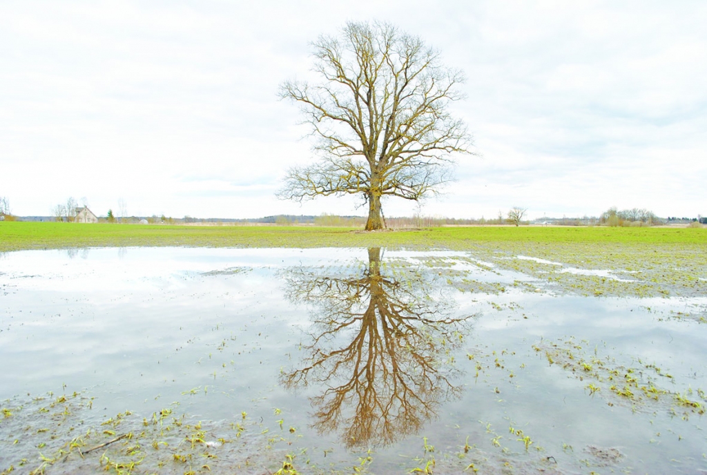 Naudas vairāk kā pērn. Eiropas Komisija apstiprināja lauku attīstības programmu 2014. — 2020. gadam, un finansējums Latvijai ir 1,531 miljardu eiro — par 11% vairāk nekā iepriekšējā plānošanas periodā. 

Autors: Imants Kaziļuns