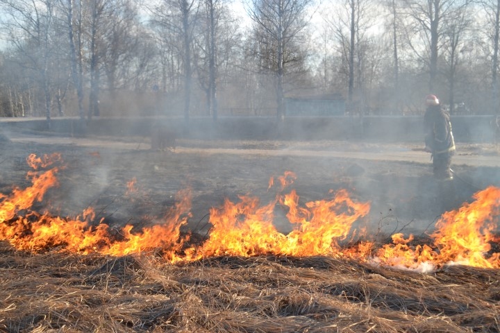 Apdeg arī koki. Līdzās Daugavai pie muzeja “Kalni Ziedos” zāli dedzina vai ik gadu.  
Autors: Imants Kaziļuns