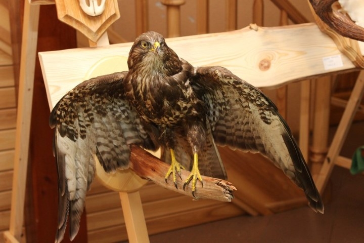 KĀ DZĪVS. Tā ir tikai trofeja! 	
Autors: Eva Vlasova