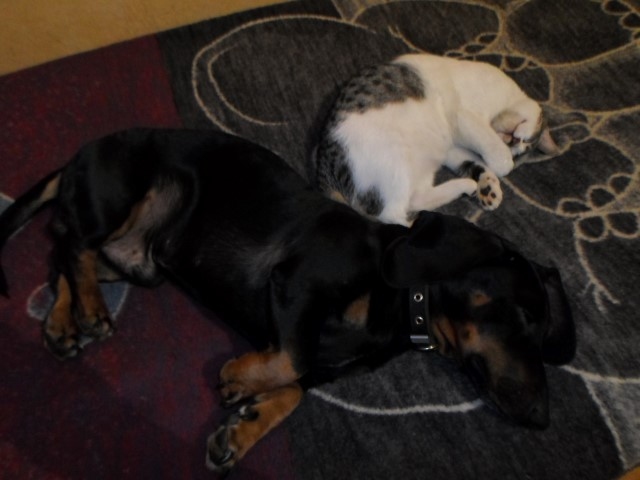 NOGURUMS. Pēc skriešanās sacīkstēm.
Autors: Ināra Sudare