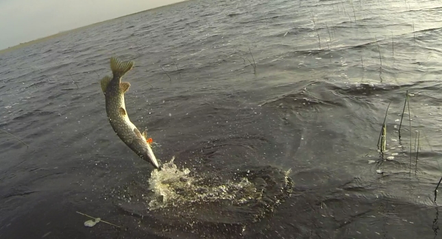 Autors: manalidaka.wordpress.com