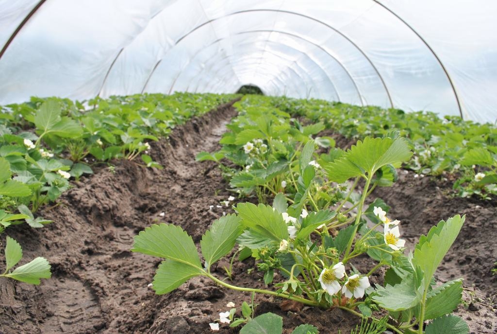 Būs pirmā raža. Dzintars Pugačovs stāsta, ka šīs zemenes stādītas pērn un šogad gaidāma pirmā raža. 