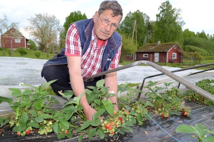 Bagātīga raža. “Bez šlipses bildēties nav labi,” bilst saimnieks, tomēr, pārsteigts uz lauka “tāds, kā stāv”, Vilnis Zalbahs iepozē ar ogām. 
Autors: Līga Patmalniece