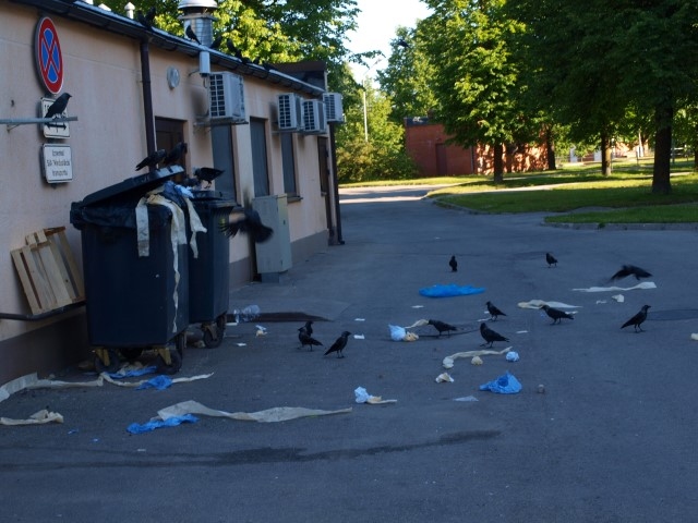 “Zelta raktuve”. Vārnas labprāt pārskata atkritumu konteineru saturu.