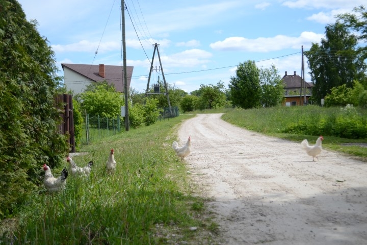 Kokneses privātmāju rajons. Šajā apkaimē katram saimniekam par savā īpašumā esošo grāvi jārūpējas pašam. 
Autors: Līga Patmalniece