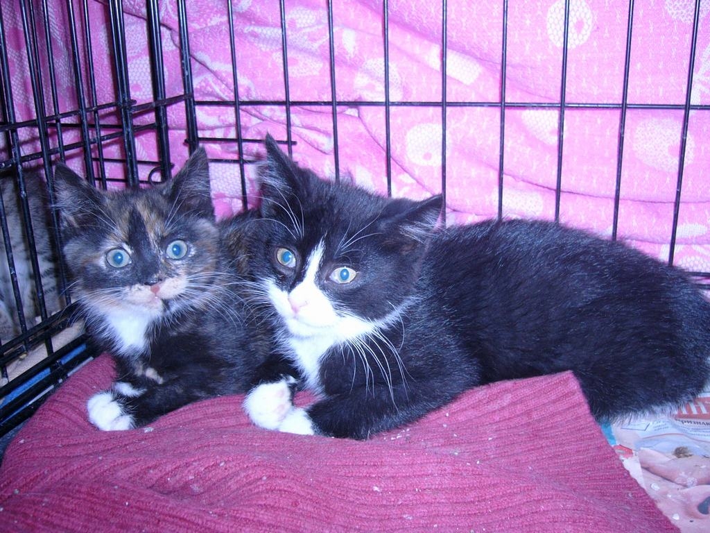 Džesika un Džimijs — piedzima Spīdolas ielas 5. mājas pagrabā Aizkrauklē, bet tagad atblusoti, attārpoti, pieradināti, gaida jaunus saimniekus.