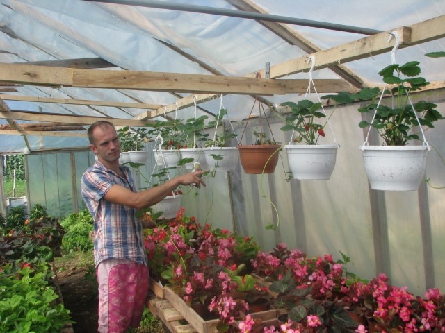 TESTA ZEMENES. Dzintars Kazakevičs siltumnīcā podos audzē remontantās zemenes — tas tāpēc, lai novērotu, cik lielu ražu katrs cers dos.
Autors: Ance Liepa