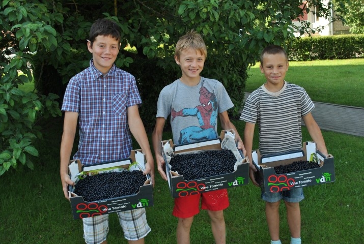 Čaklie ogotāji. Kristers (no kreisās), Adrians un Endijs ar melleņu ražu.
