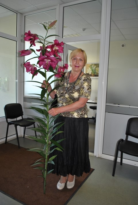 MILZU LILIJA. Inta Piļāne ar cēlo liliju, kura izaugusi 2,20 metrus gara un uzziedējusi deviņiem ziediem.  

Autors: Guna Mikasenoka