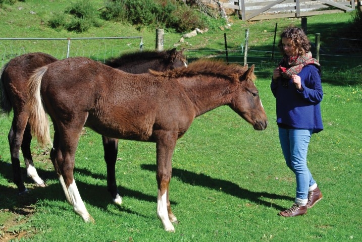 PIE SAVVAĻAS ZIRGIEM — darbā pie sievietes, kura viņus pieradina. 