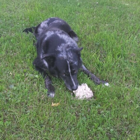 Raibulītis tagad pārtiek no kaimiņu līdzjūtības.  

Autors: Beāte  Beatrise Tukre