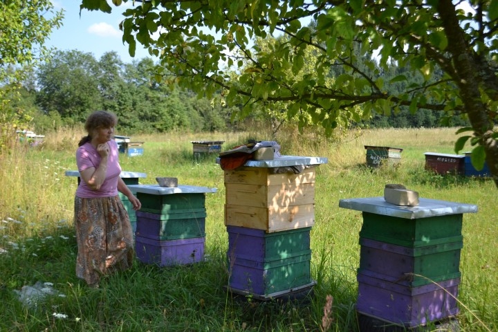 Dzēlieni joprojām nepatīk. Svetlana Grakoviča bites kopj jau gadiem, bet atzīst, ka mazo kukaiņu daba joprojām ir neizdibināta.
Autors: Imants Kaziļuns