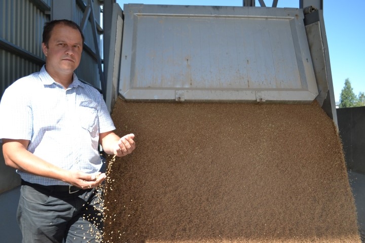 Viena no pirmajām atvesta 26 tonnu graudu krava no Jumpravas pagasta saimniecības “Lukass Jumprava Agro”. Uzņēmuma ražošanas vadītājs Mārtiņš Dauksts pārbauda, kāds šogad birums.
Autors: Imants Kaziļuns