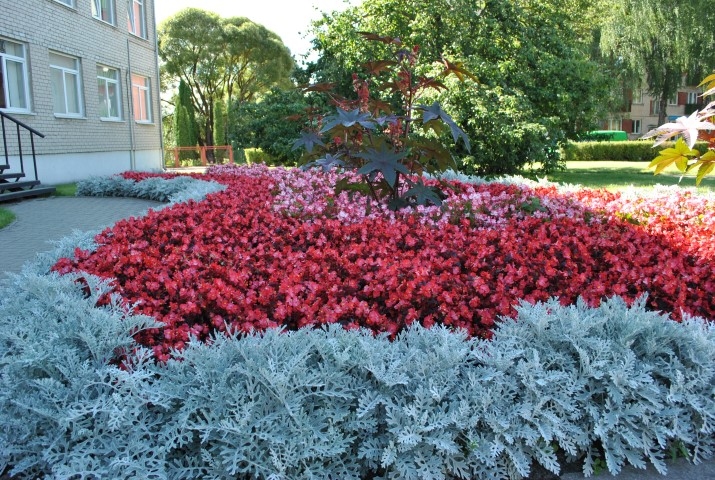 KRĀSU SPĒLES. Viena no skaistākajām puķudobēm Aizkrauklē.
Autors: Guna Mikasenoka