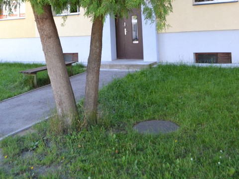 PĀRĀK TUVU. Savulaik iedzīvotāji kokus un krūmus ir iestādījuši pārāk tuvu kanalizācijas skatakām, un to saknes tām rada apdraudējumu. 
Autors: Guna Mikasenoka