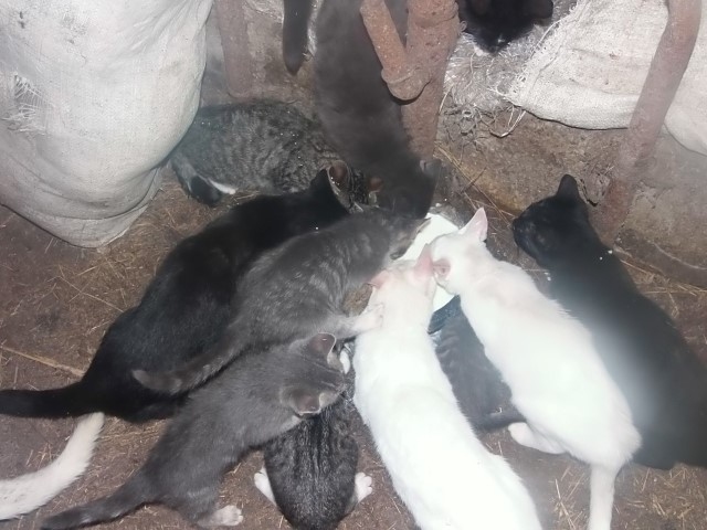 IERASTA AINA PUSDIENĀS. Ēdāju ir tik daudz, ka piena bļodu tikpat kā nevar redzēt. 