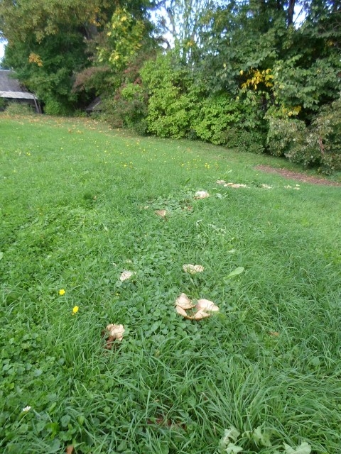 Regulārie “ciemiņi”.  Šogad sēnes izveidojušās pusaplī pļavā, bet pērn bija salīdušas pat krūmos.  
Autors: Ināra Sudare