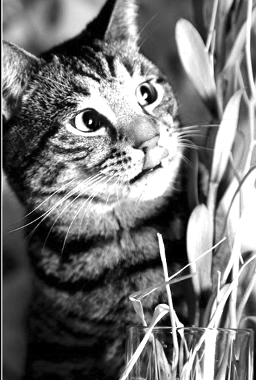 MĀJAS SAIMNIEKS. “Cilvēka dzīvei jābūt pakārtotai manām — kaķa —vajadzībām,” pārliecināts runcis Gustiņš. 

Autors: no Gustiņa saimnieku albuma