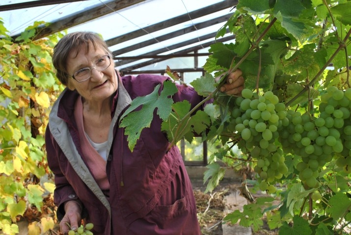 VĪNOGAS ŠOGAD ĶEKAROS NEIERASTI ILGI. Pieredzējusī vīnogu audzētāja Lilita Valeskalne.
Autors: Imants Kaziļuns