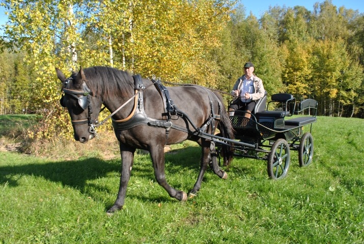 Jauna aizraušanās. Pēc gandrīz diviem desmitiem gadu, ko pavadījis SIA “Nelss” direktora amatā, Roberts Jakubovskis šobrīd daudz laika atlicina senlolotam sapnim — zirgiem. Krāšņais rudens viņam nebūtu līdz galam izbaudīts bez šāda izbrauciena ar straujo Haribo.
Interviju ar Robertu Jakubovski lasiet 5. lappusē.
Autors: Imants Kaziļuns