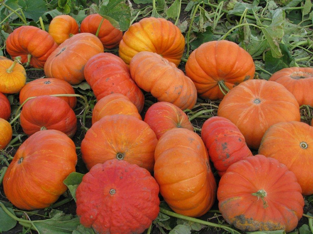 Autors: www.agrimatco.lv