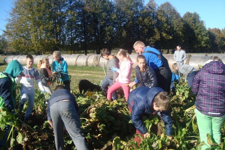 “GROTĒNOS” Aizkraukles pilsētas sākumskolas 6.a klases skolēni palīdzēja novākt lopbarības bietes.


Autors: publicitāte