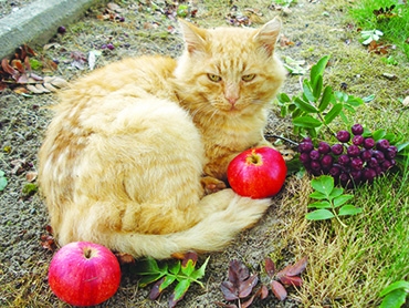 Autors: Silvij Karpoviča