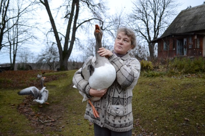 Varbūt ziemas saulgriežos. Līga Mirošņika zosu pāri šodien vēl neizšķirs.
Autors: Imants Kaziļuns