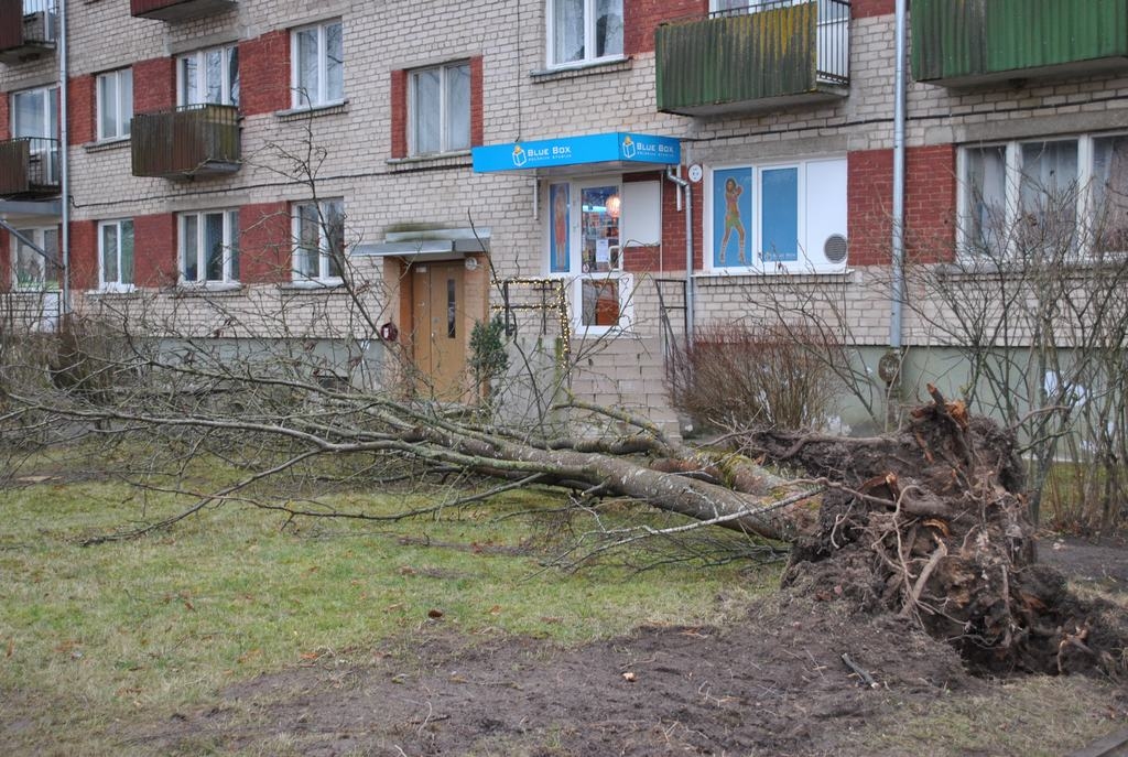 Postījumi. Vēja gāzts koks Aizkrauklē, pie daudzdzīvokļu mājas Spīdolas ielā 16, kuru pirmdienas rītā sazāģēja un aizveda.                                                                                                                                         

Autors: Guna Mikasenoka