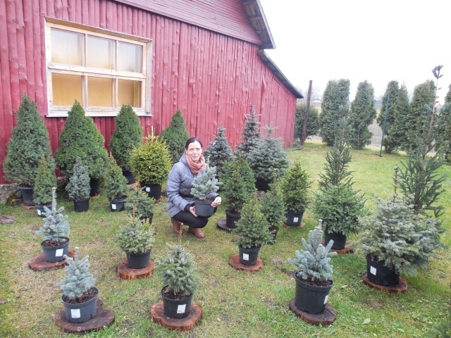 KATRAM SAVU. Pļaviņu kokaudzētavas darbiniece Oksana Iņķēna pircējiem sagatavojusi daudzveidīgu piedāvājumu. 
Autors: Sandra Pumpure