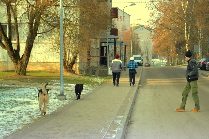 Klaiņojoši suņi Koknesē. Novembra beigās koknesieši ziņoja par klaiņojošiem suņiem Kokneses centrā. PP kompetencē ir arī par klaiņojošu dzīvnieku uzraudzība. Kopā ar ķērāju  bezsaimnieku suņiem nogādā Jēkabpils  dzīvnieku patversmē.
Autors:   Imants Kaziļuns
