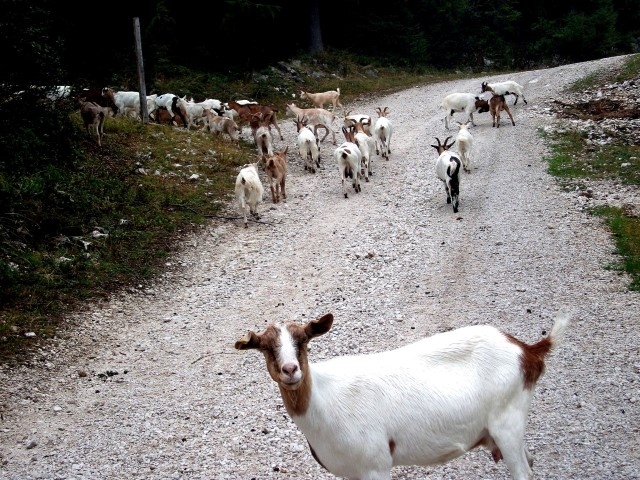 AKTUĀLS FOTO. Atvainojiet, ilgāk pozēt nevaru, jo jāsteidzas uz premjera kandidātu apspriešanu!                                      
Autors: Sandras Šnēveles foto