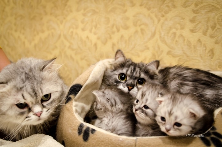 SKAISTI UN PŪKAINI — Bellas un Mio Mačo ģimene pilnā sastāvā
Autors: no ģimenes albuma