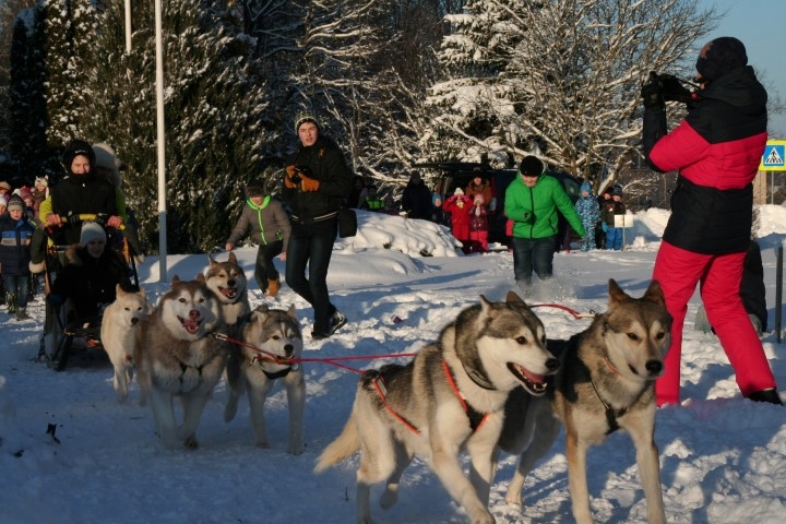 HASKIJU PAJŪGĀ gribēja vizināties daudzi. 	
Autors: Edvīns Boķis