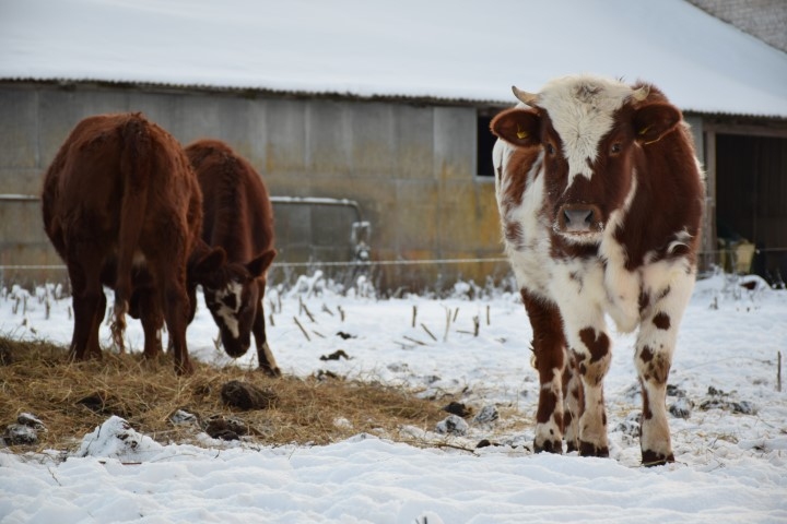Ziemā labprāt svaigā gaisā. Daļa no Lāsmas ganāmpulka ikdienā uzturas ārpus nojumes vai kūts sienām.
Autors: Imants Kaziļuns