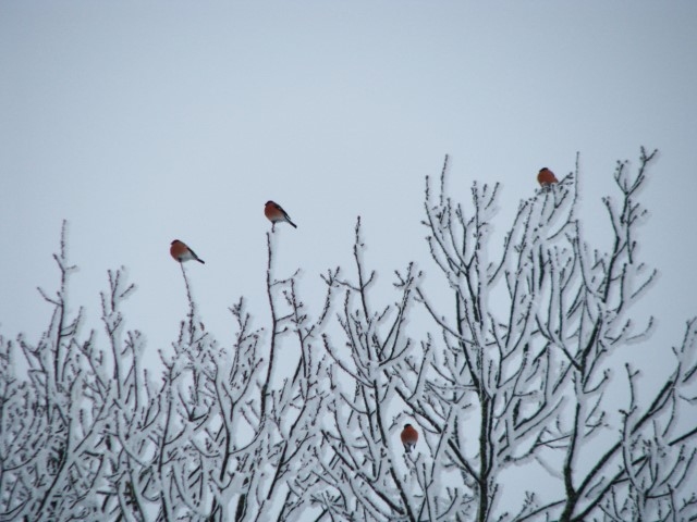 Autors: Solveiga Ivanova