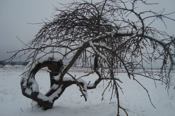 Dabas rotaļas. 	
Autors: Ulda Grietiņa foto