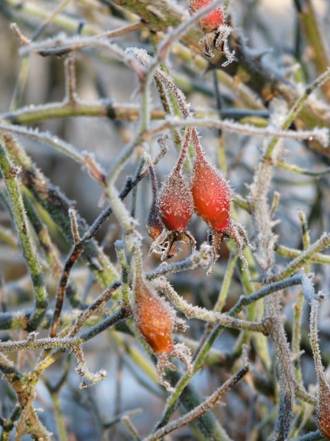 Autors: Solveiga Ivanova