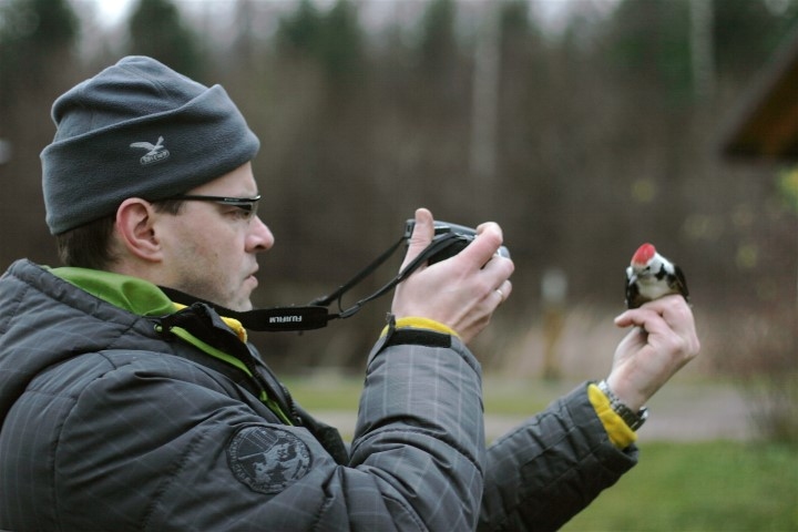 Putnu vērotājs darbībā. Fotografējot gredzenošanai noķertu vidējo dzeni.                                                                                   
Autors: Edmunds Vanags